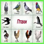 images/stories/doshkilya/59/3.jpg